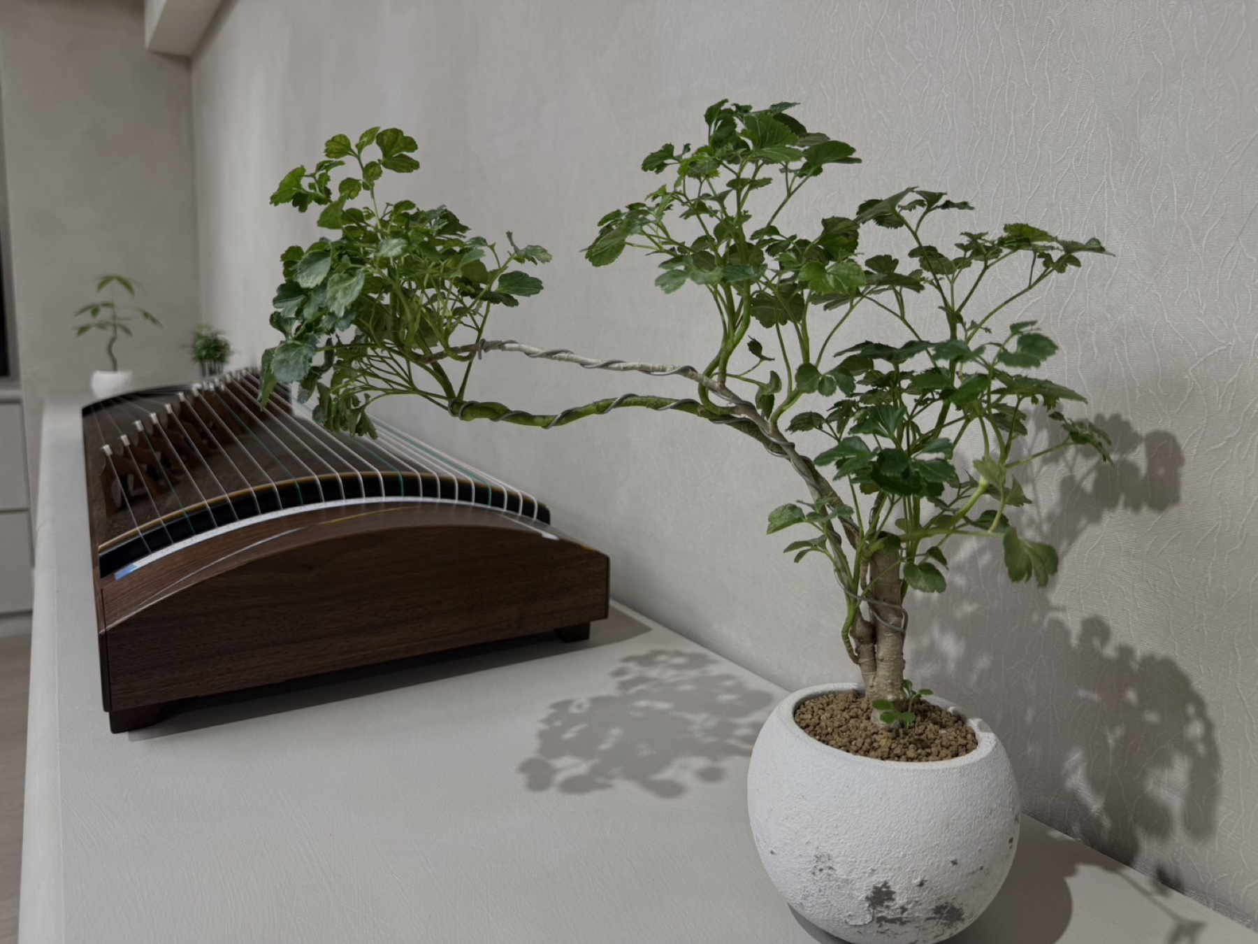 教室全景　琴具與植栽